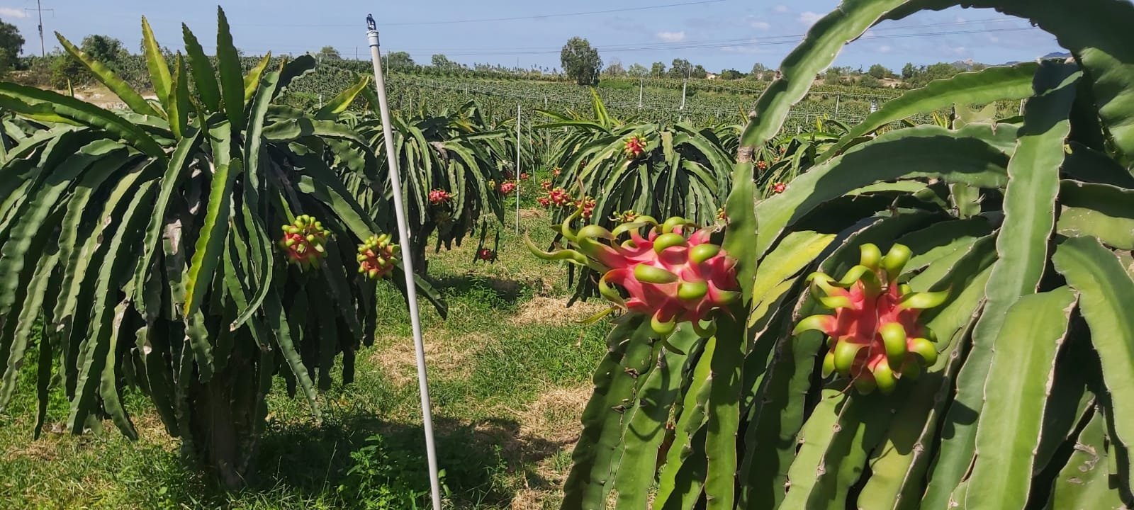 Smart Agriculture